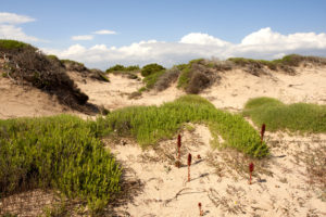 “UNA FOTO, UN RACCONTO”: gli animali delle dune di Luigi De Vivo